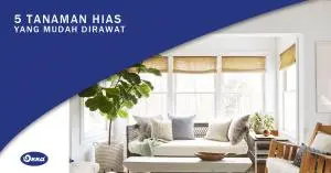 5 Tanaman Hias Ruangan yang Mudah Dirawat