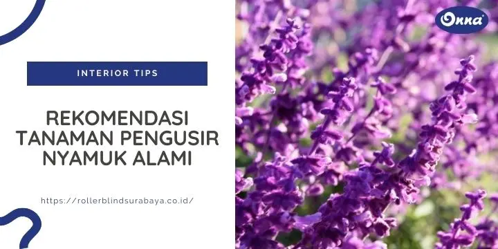 Rekomendasi Tanaman Pengusir Nyamuk Alami Rekomendasi Tanaman Pengusir Nyamuk Alami