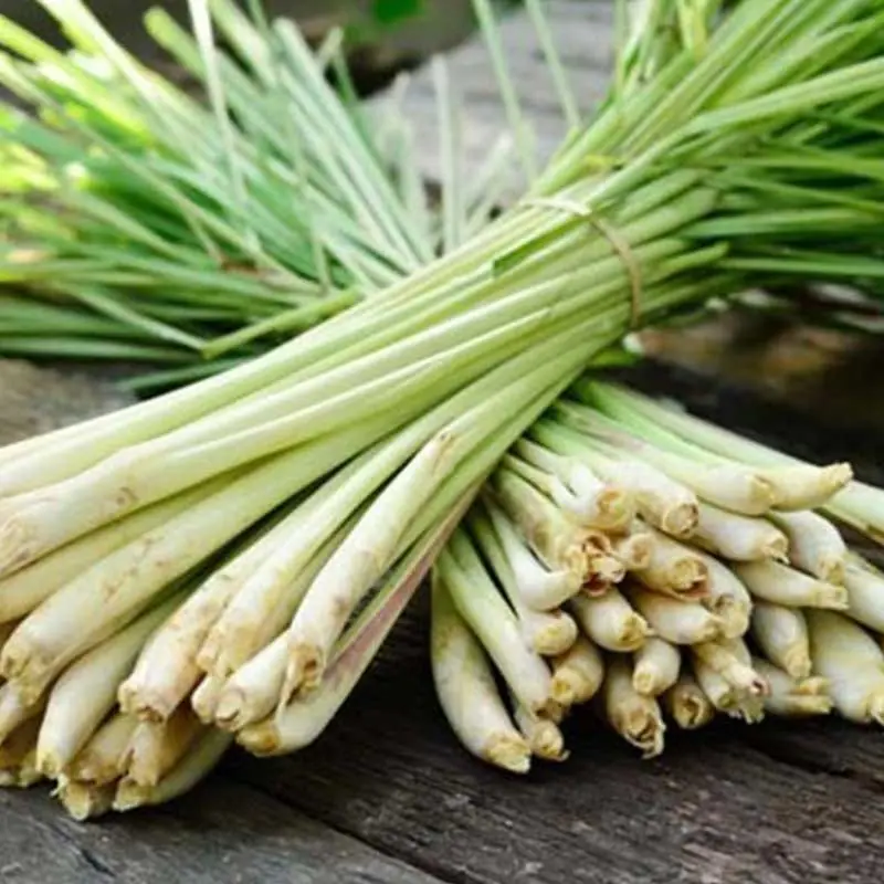 2. Tanaman serai wangi