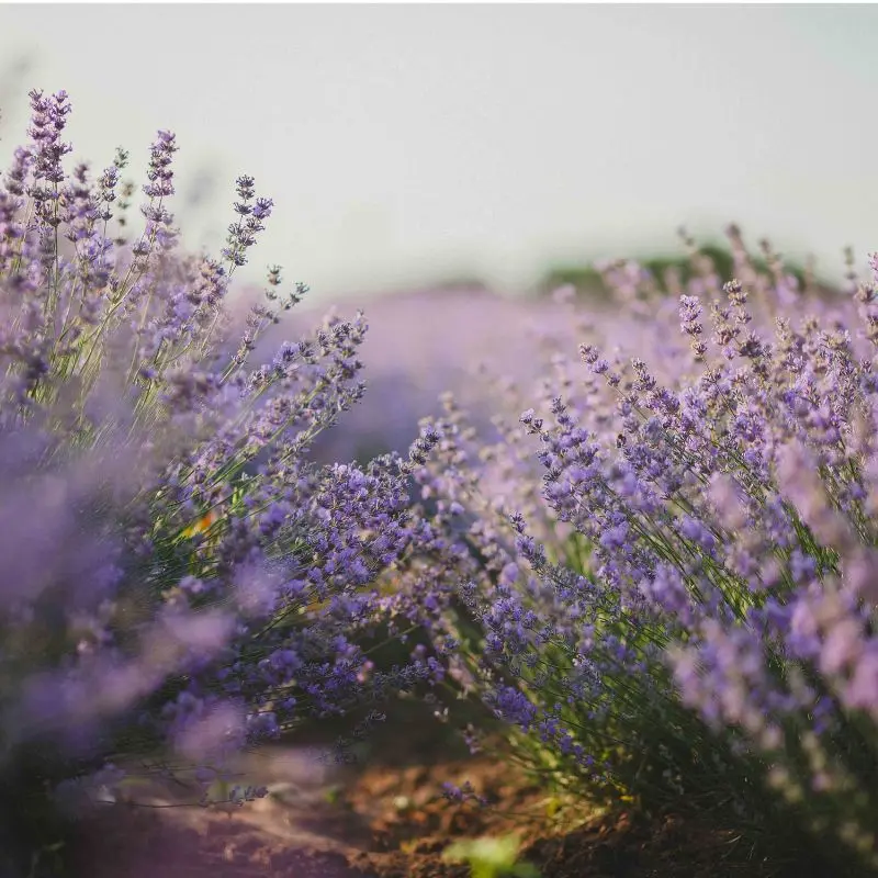 Menanam Tumbuhan yang Tidak Disukai Nyamuk